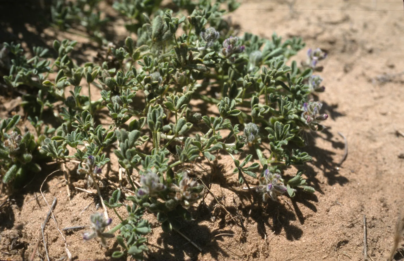 Lupinus nipomensis