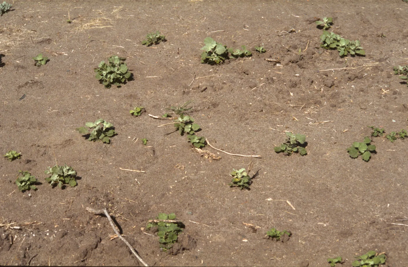 Malacothamnus abbottii