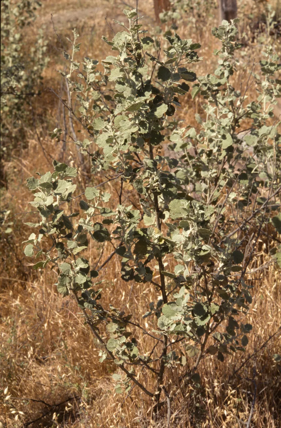 Malacothamnus abbottii