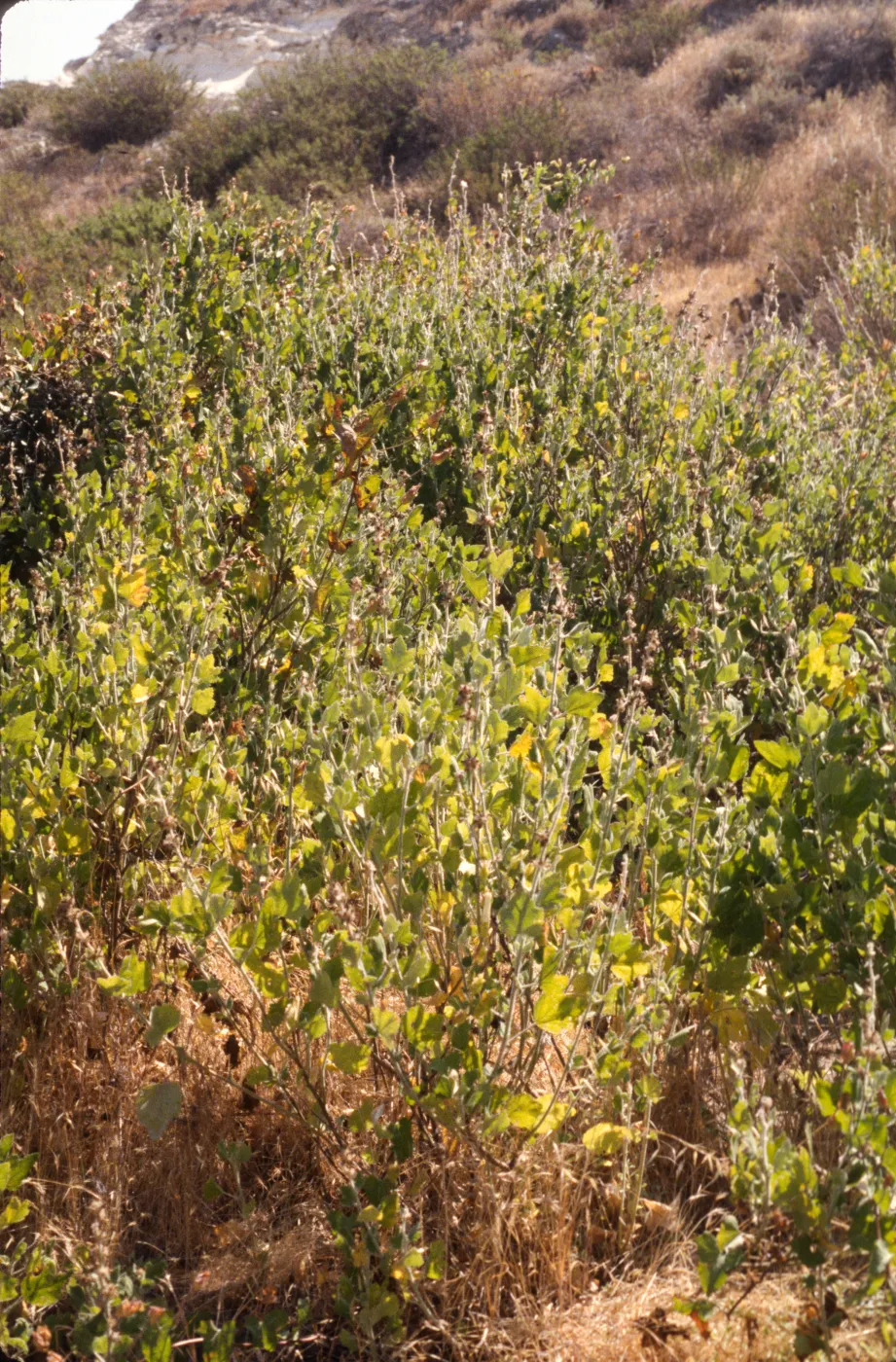 Malacothamnus clementinus