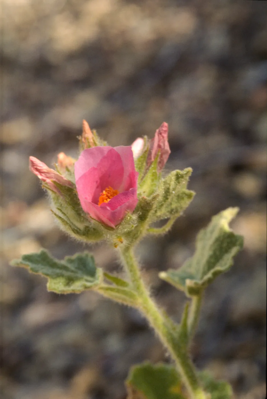 Malacothamnus palmeri var. lucianus