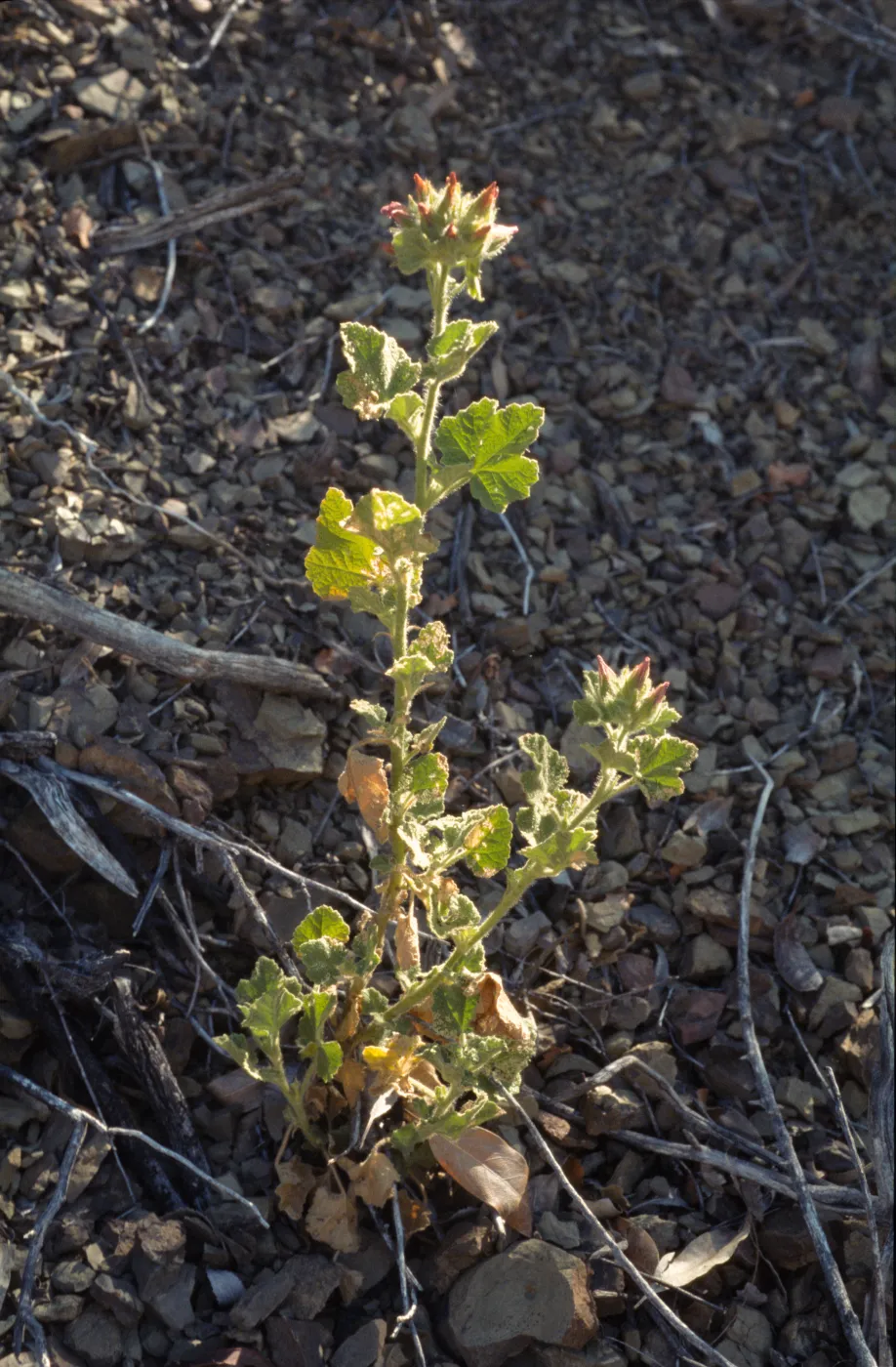 Malacothamnus palmeri var. lucianus