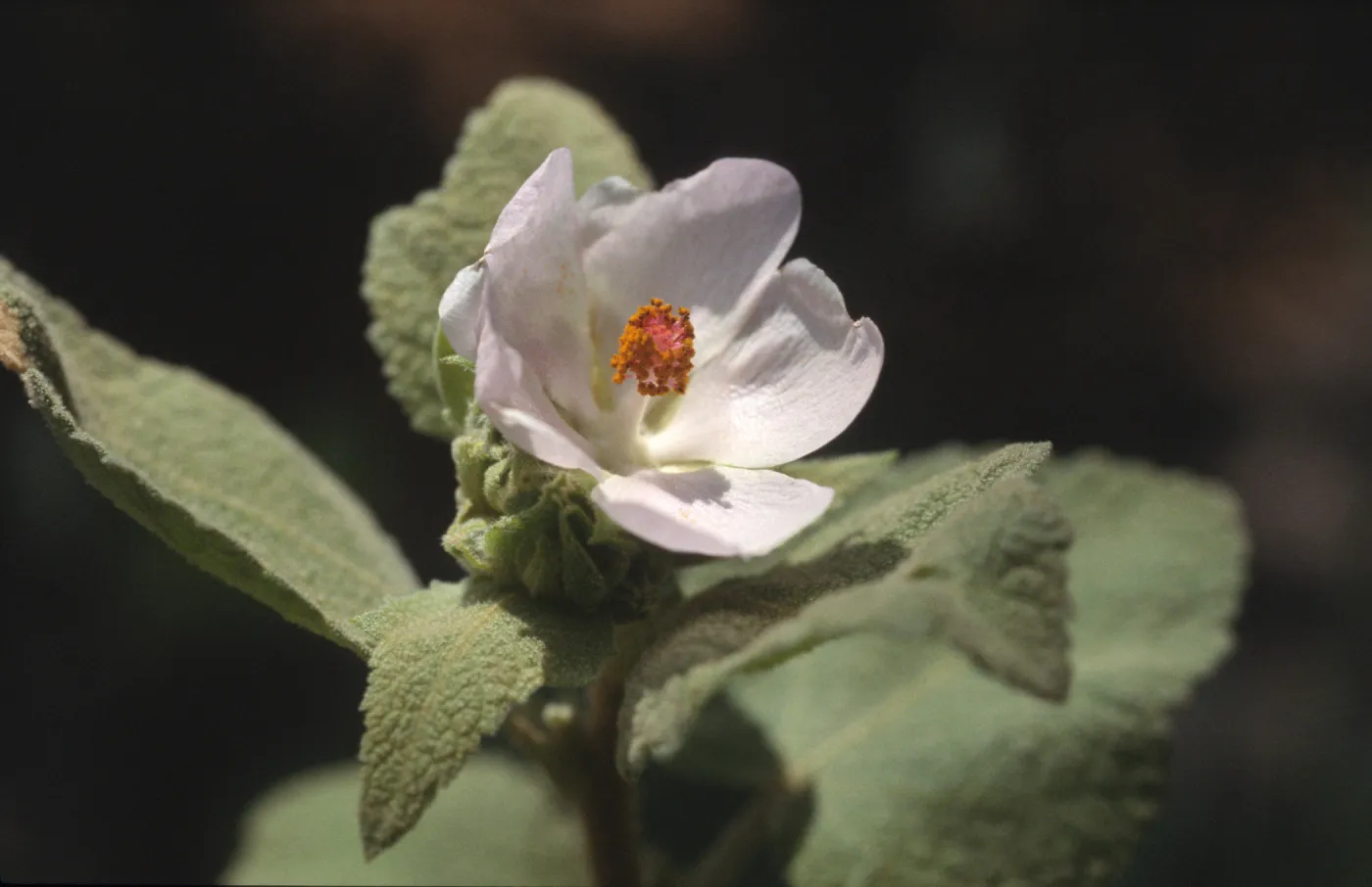 Malacothamnus palmeri var. palmeri