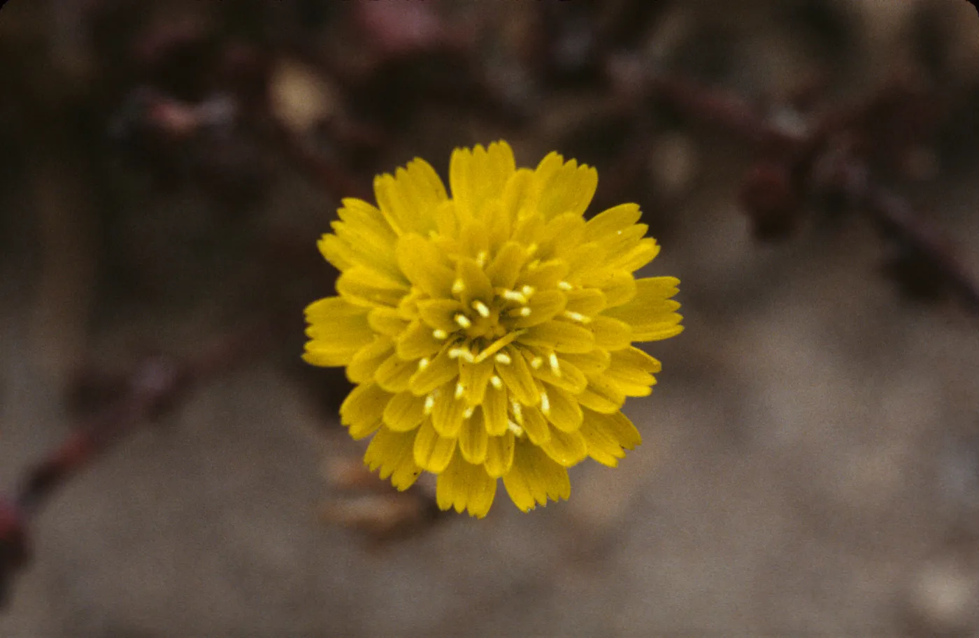 Malacothrix indecora