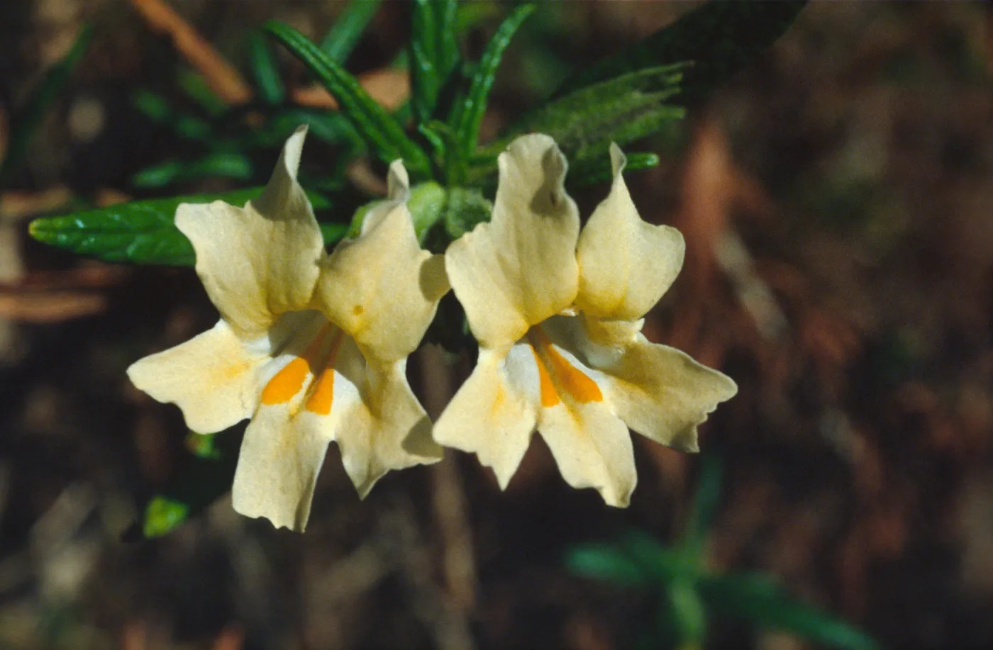 Mimulus aurantiacus