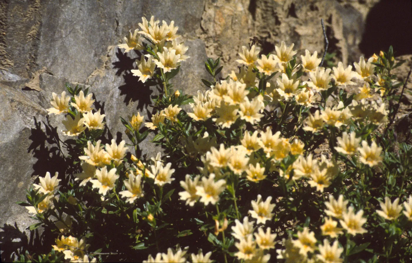 Mimulus bifidus