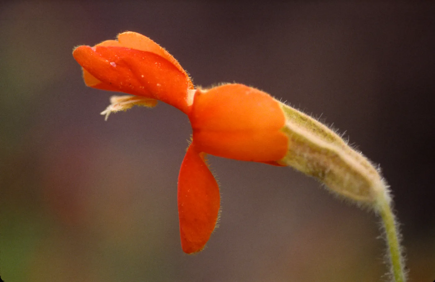 Mimulus cardinalis