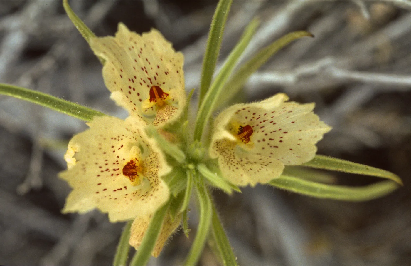 Mohavea confertiflora