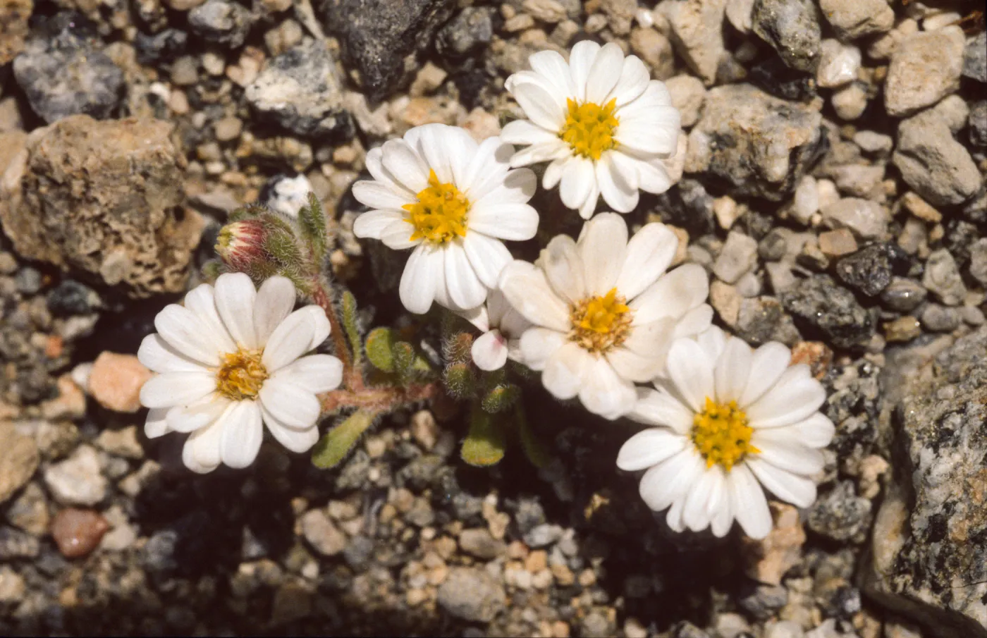 Monoptilon bellidiforme