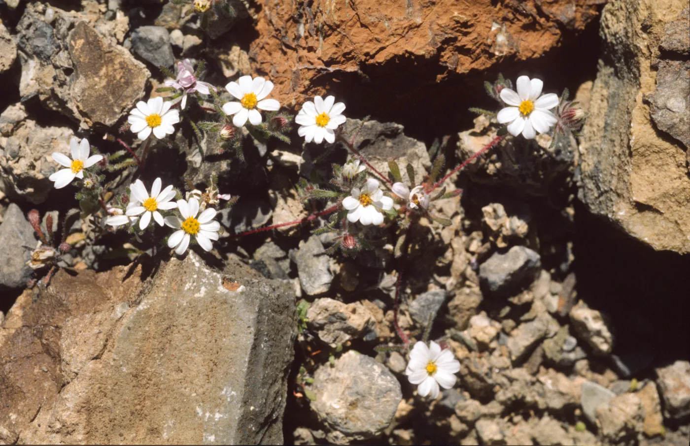 Monoptilon bellidiforme