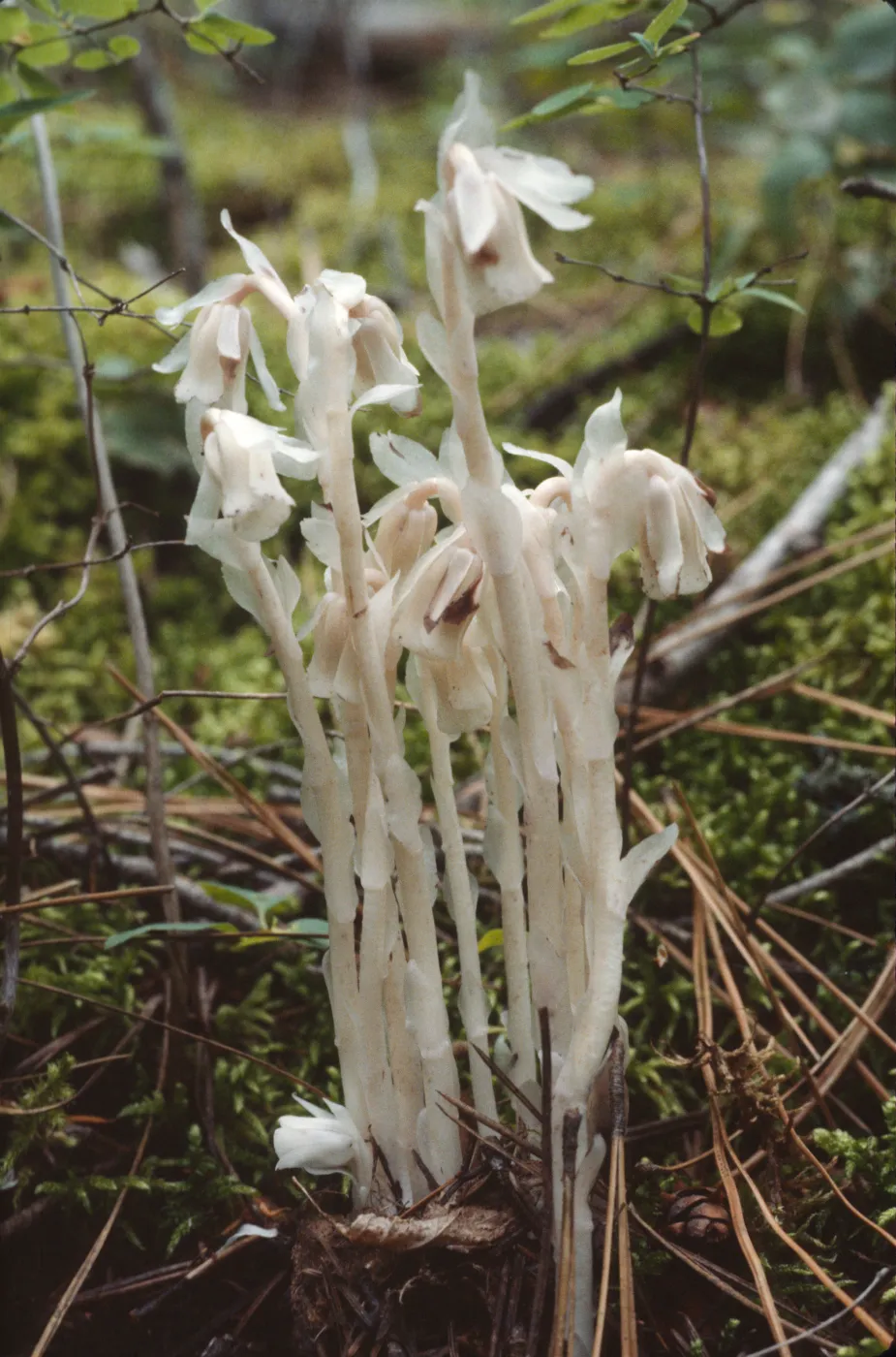 Monotropa