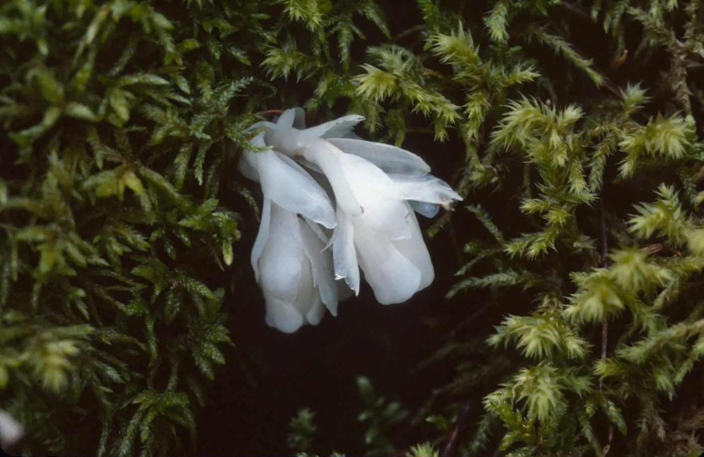 Monotropa hypopithys