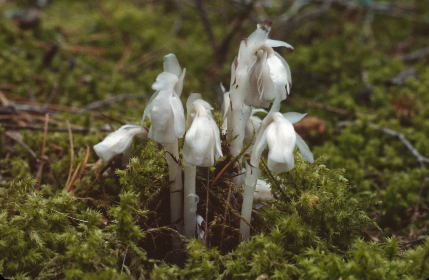 Monotropa hypopithys