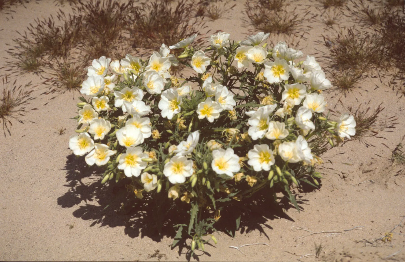 Oenothera