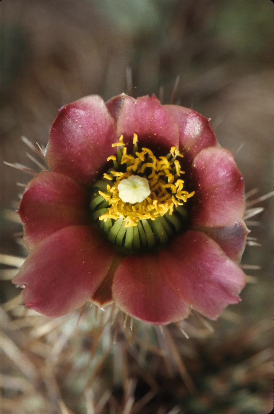 Opuntia prolifera