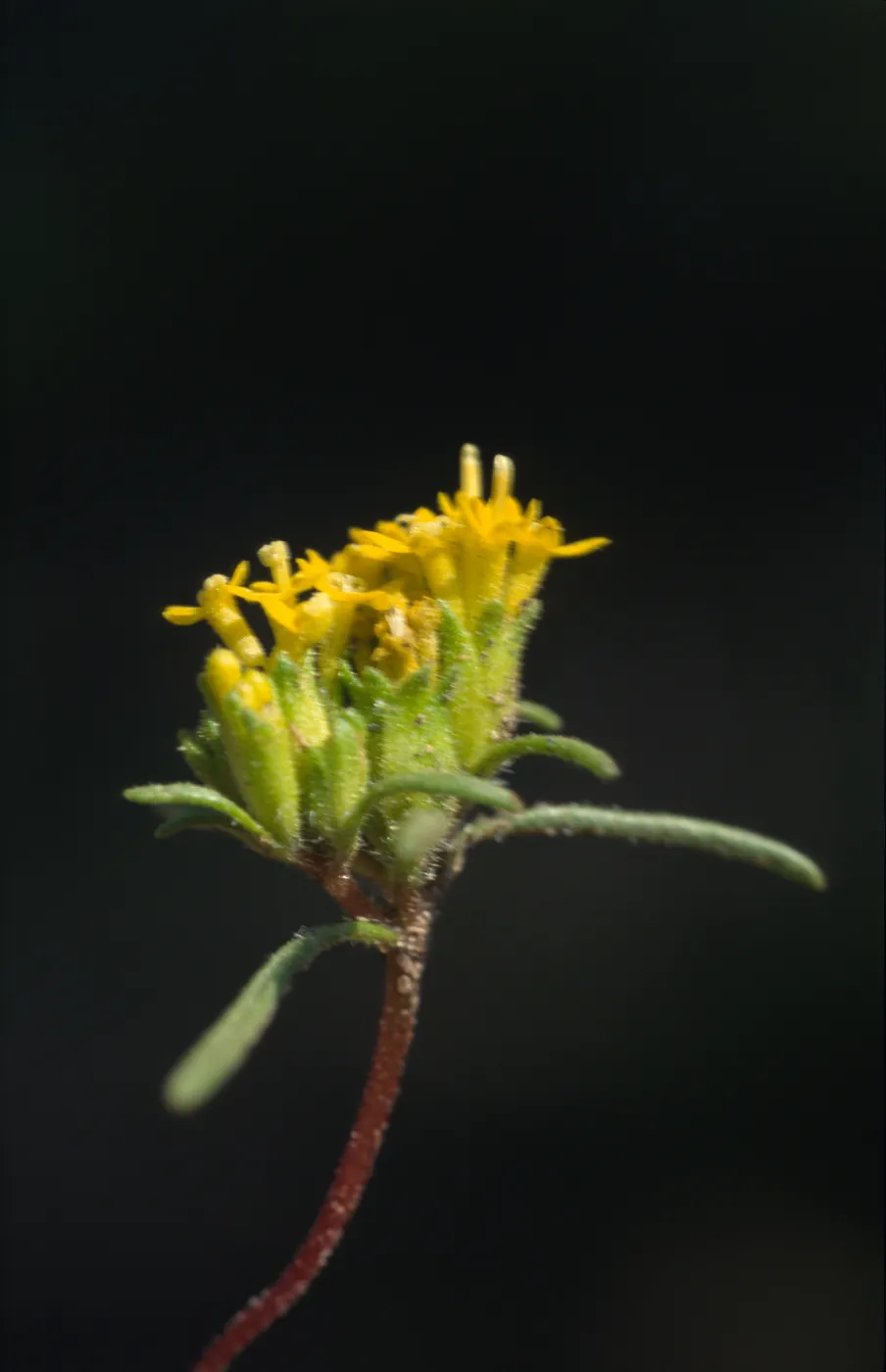 Orochaenactis