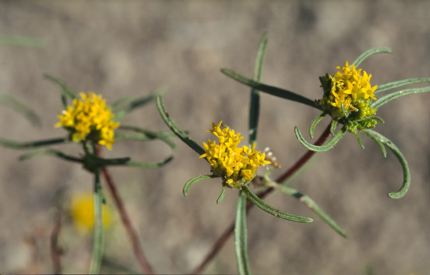 Orochaenactis