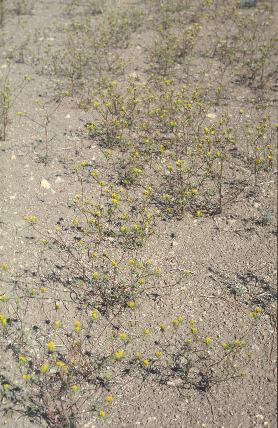 Orochaenactis