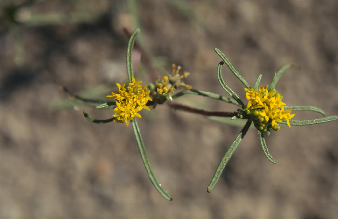 Orochaenactis