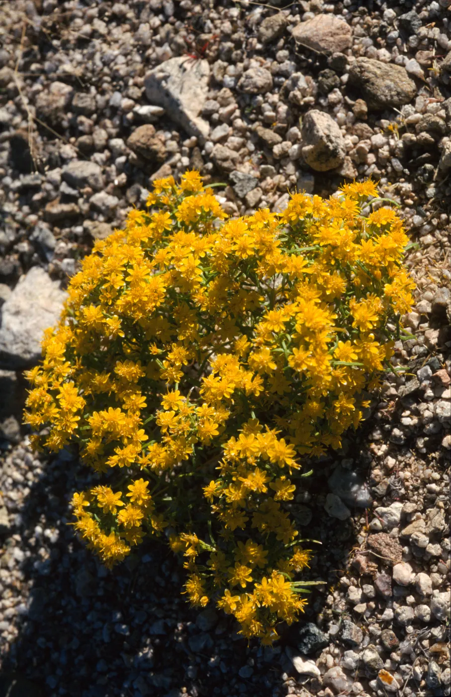 Pectis papposa