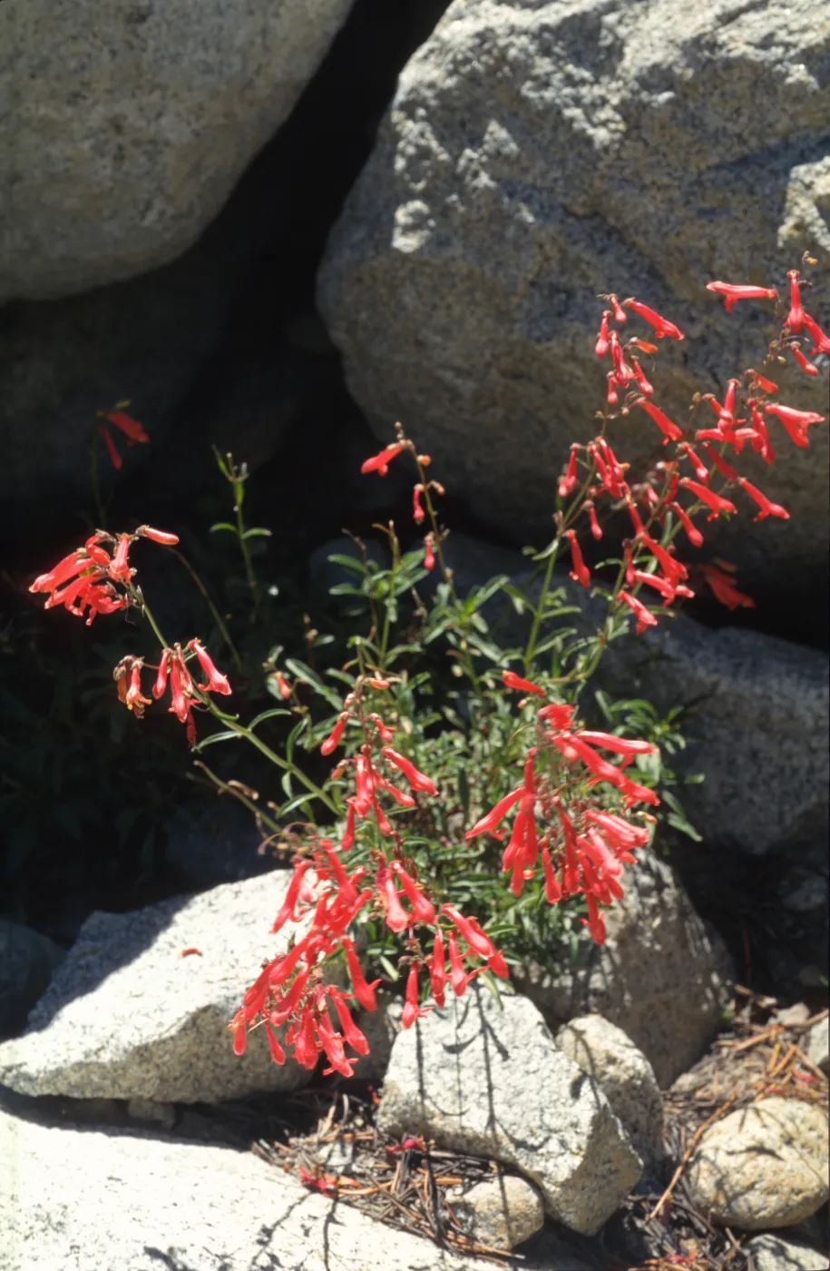 Penstemon rothrockii