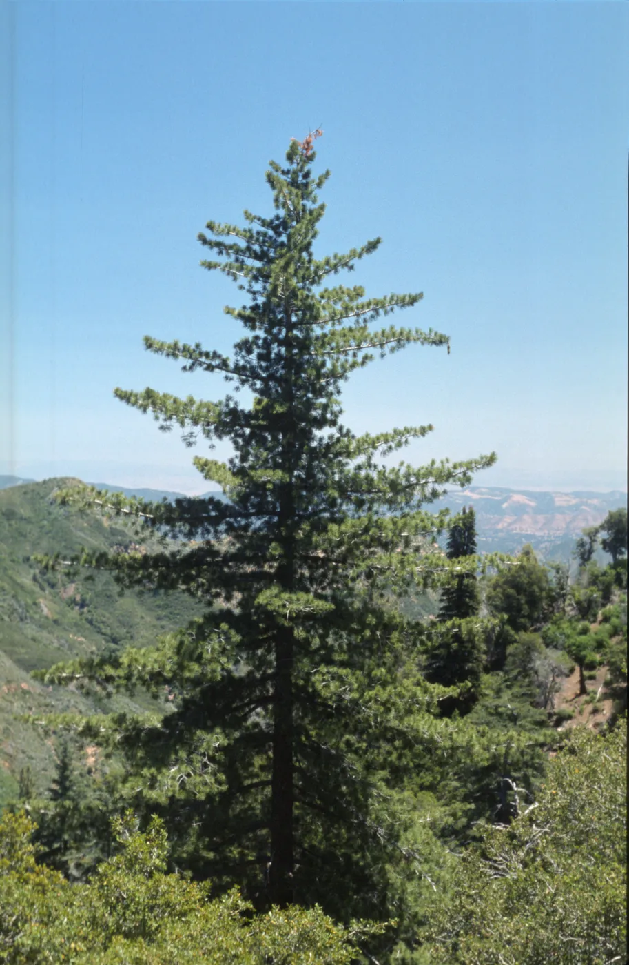 Pinus lambertiana