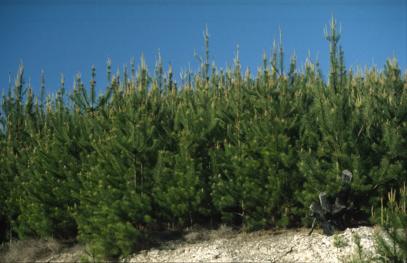 Pinus muricata