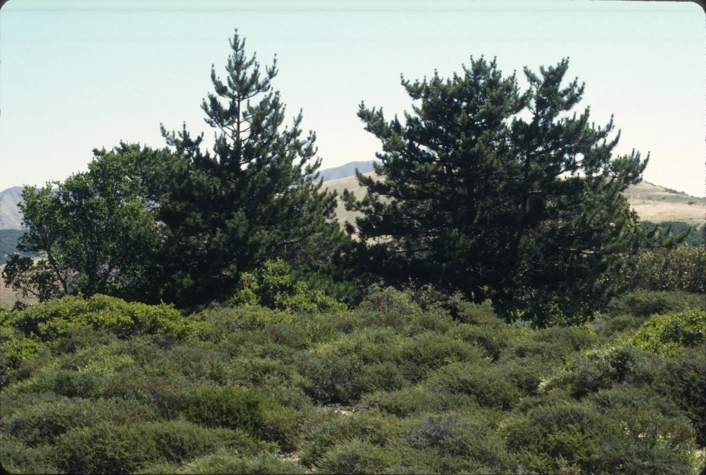 Santa Cruz Island