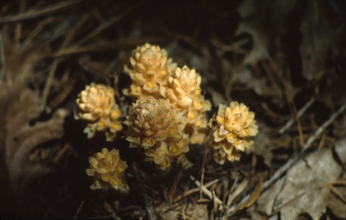 Pleuricospora