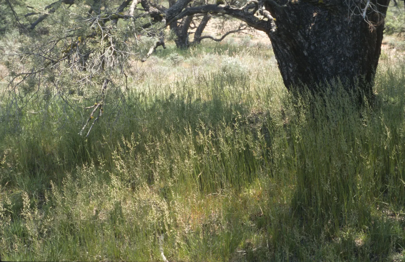 Poa secunda