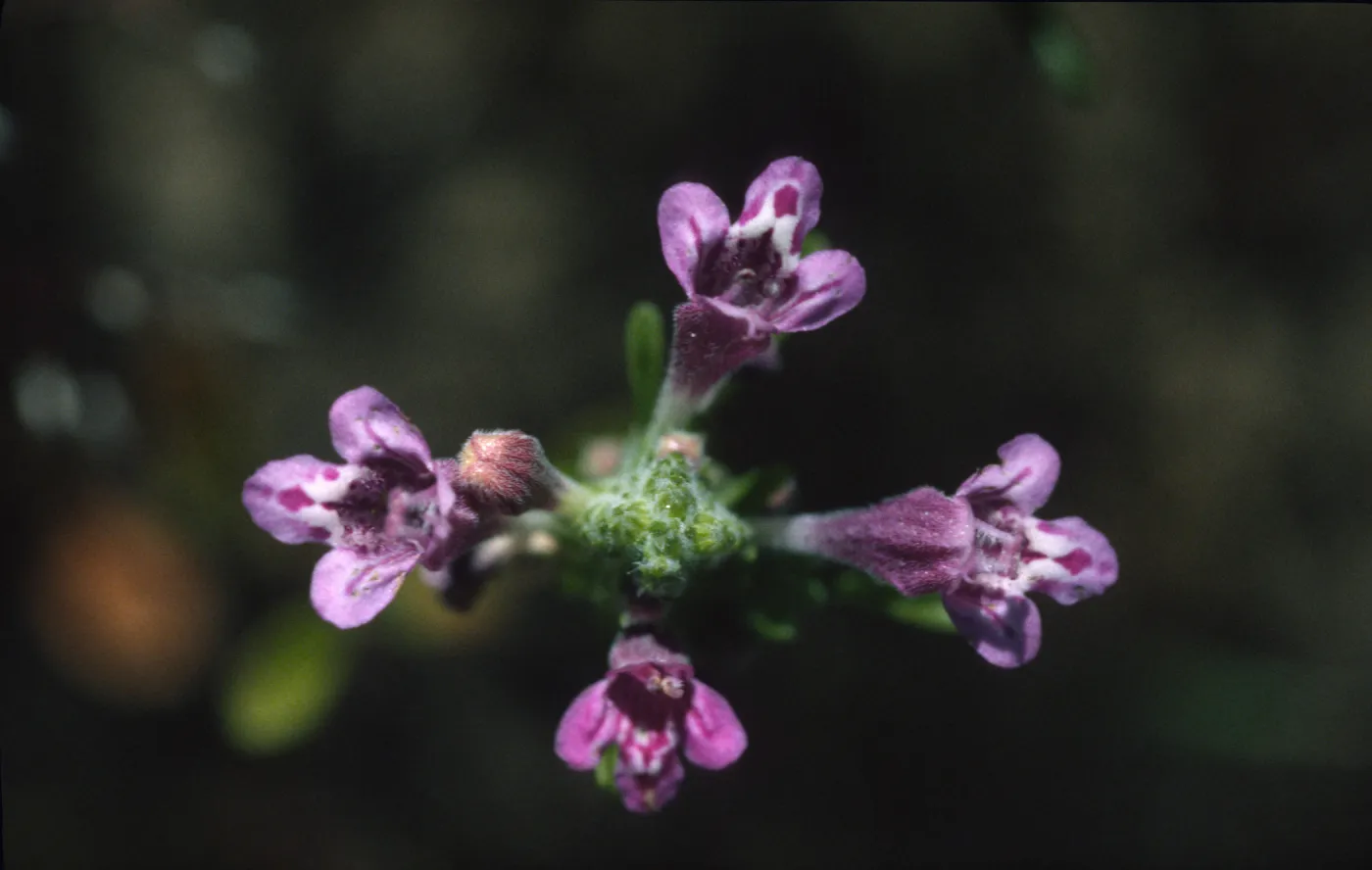 Pogogyne clareana