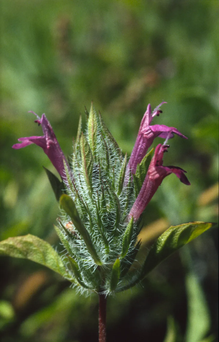 Pogogyne douglasii