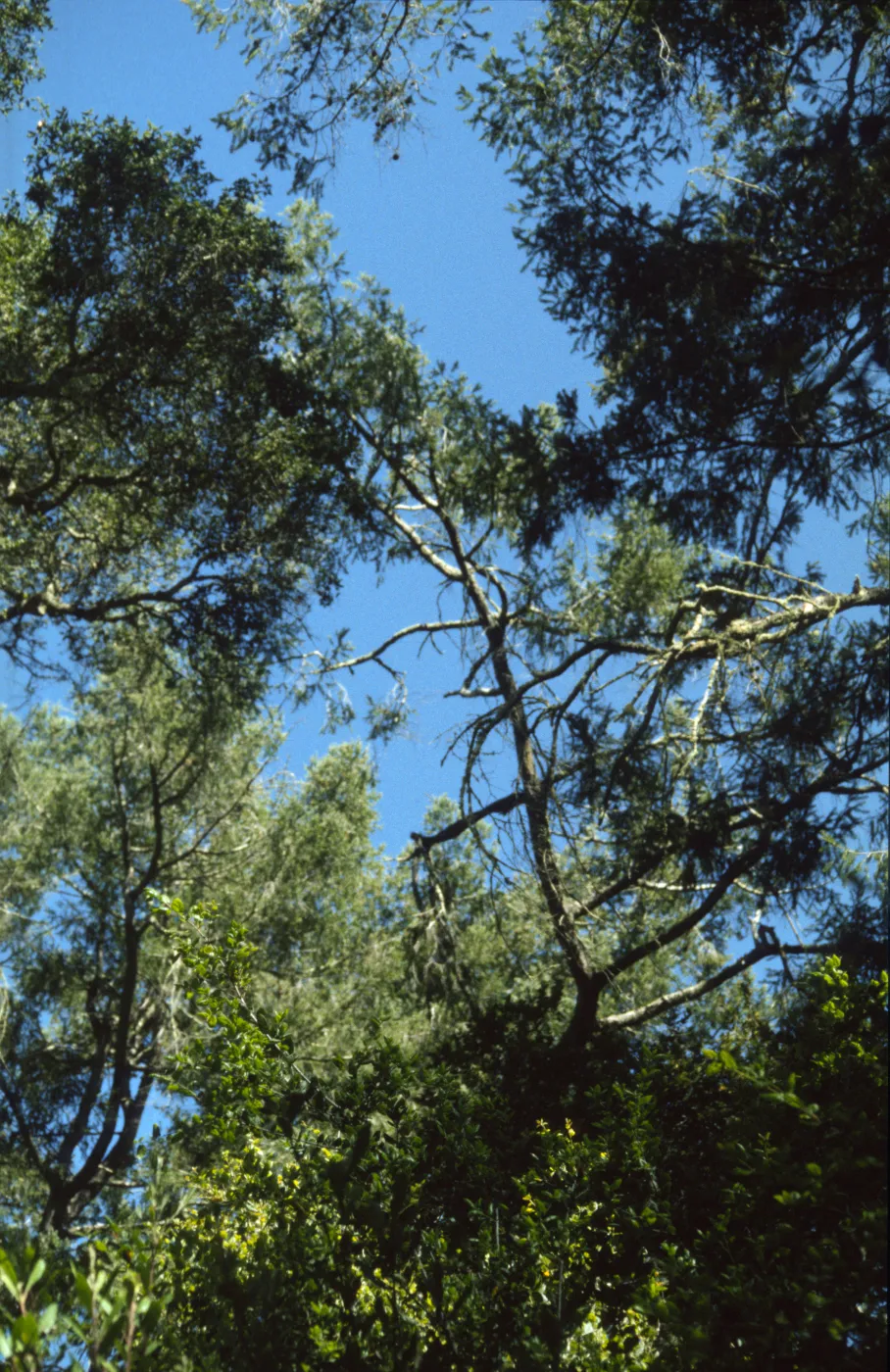 Pseudotsuga menziesii