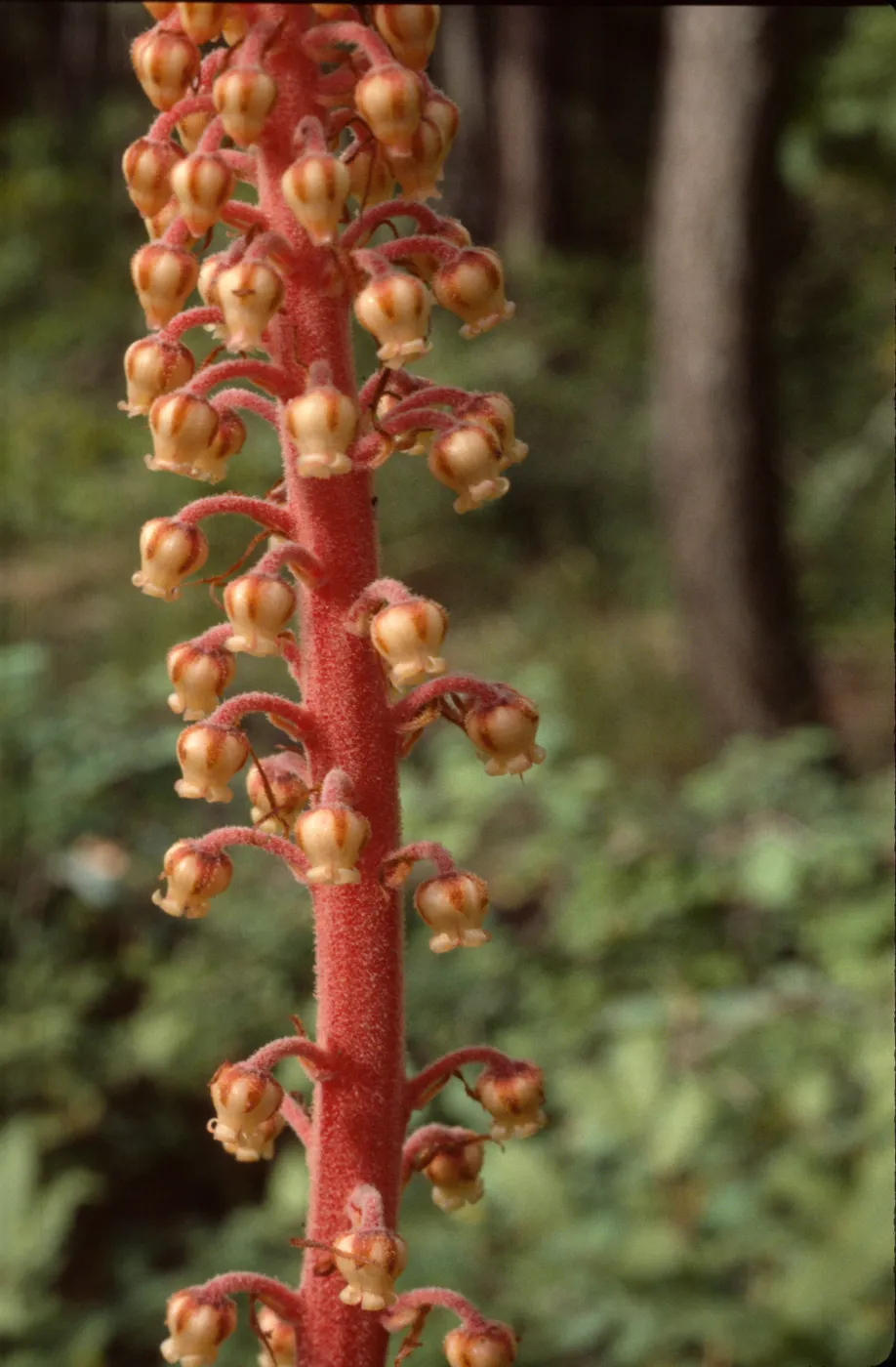 Pterospora