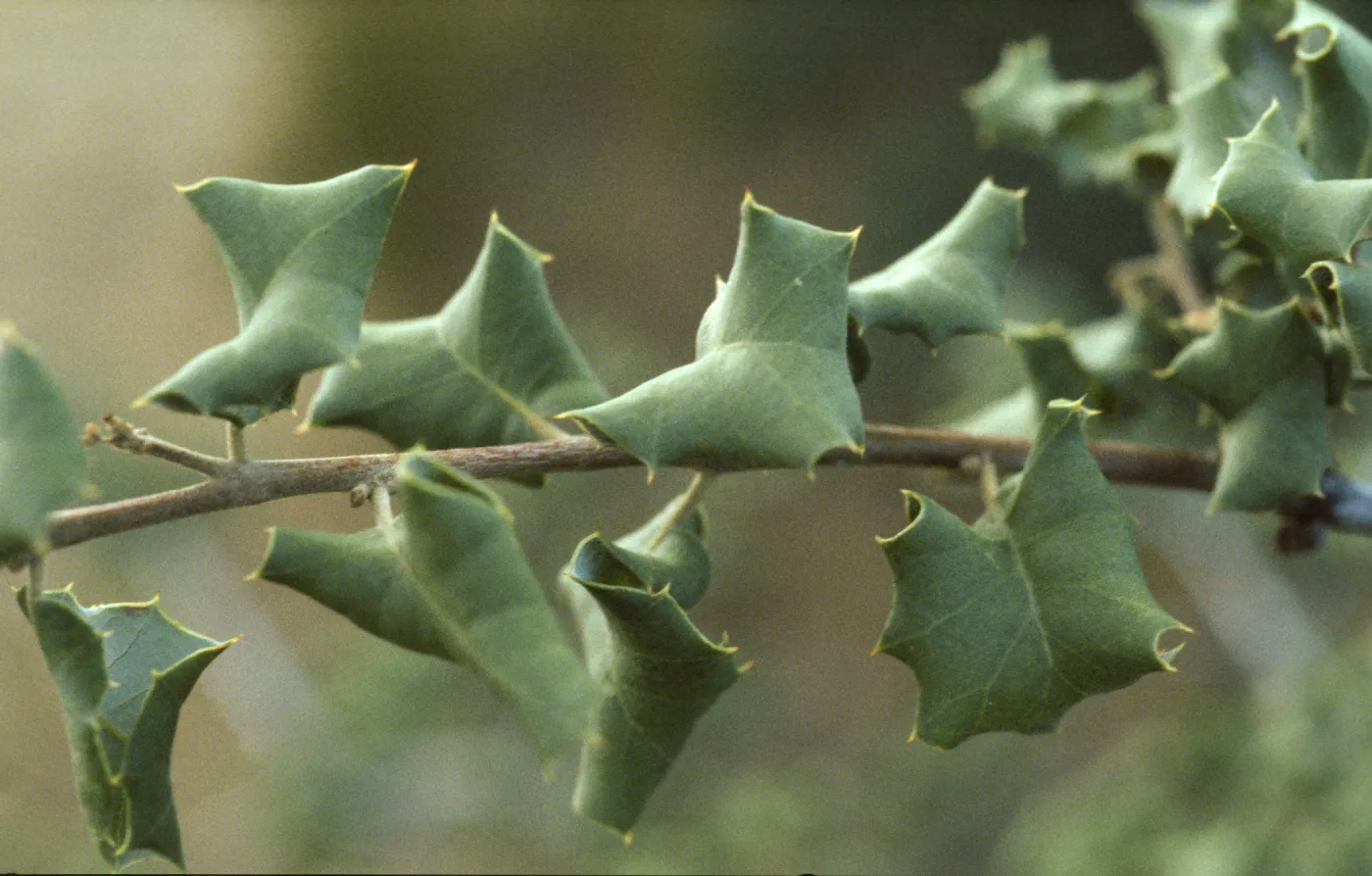 Quercus palmeri