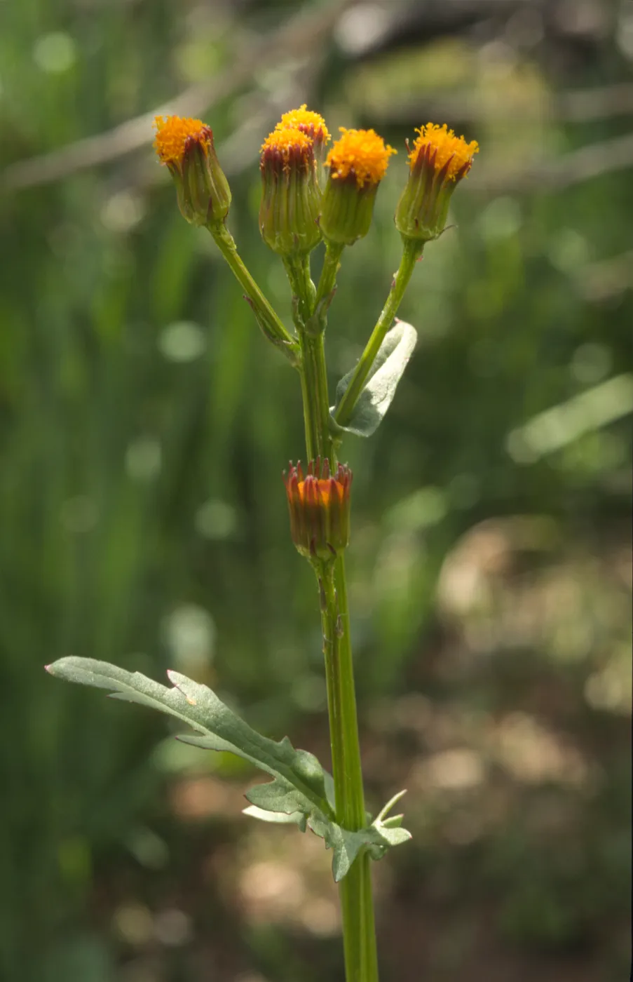 Senecio pauciflorus
