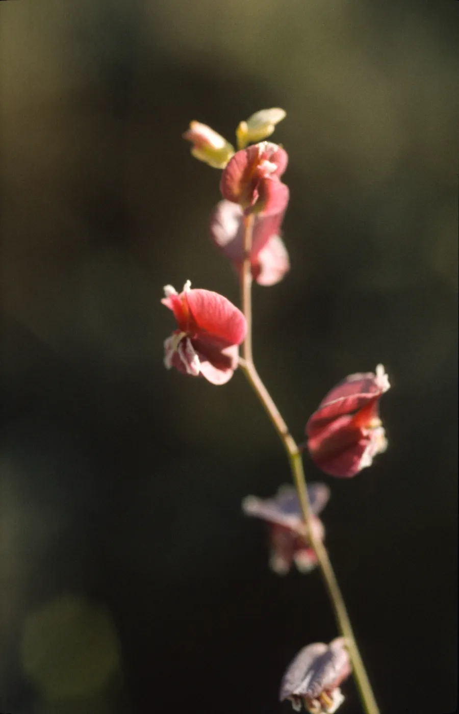 Streptanthus polygaloides