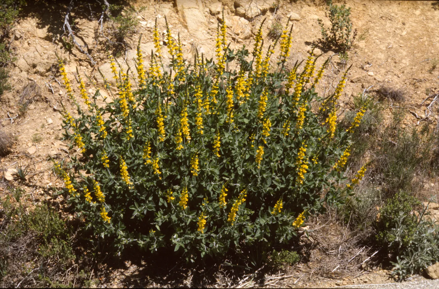 Thermopsis macrophylla