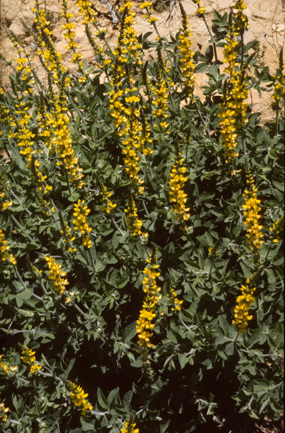 Thermopsis macrophylla