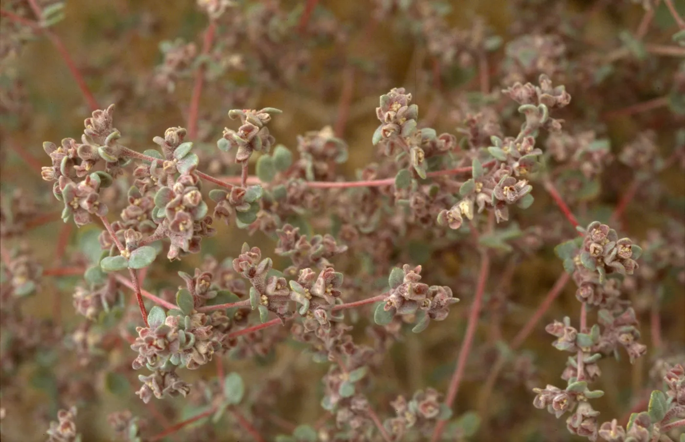 Tidestromia oblongifolia