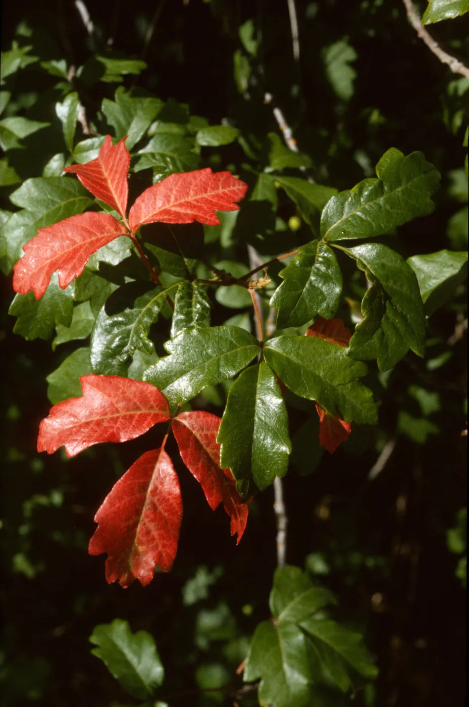 Toxicodendron diversilobum