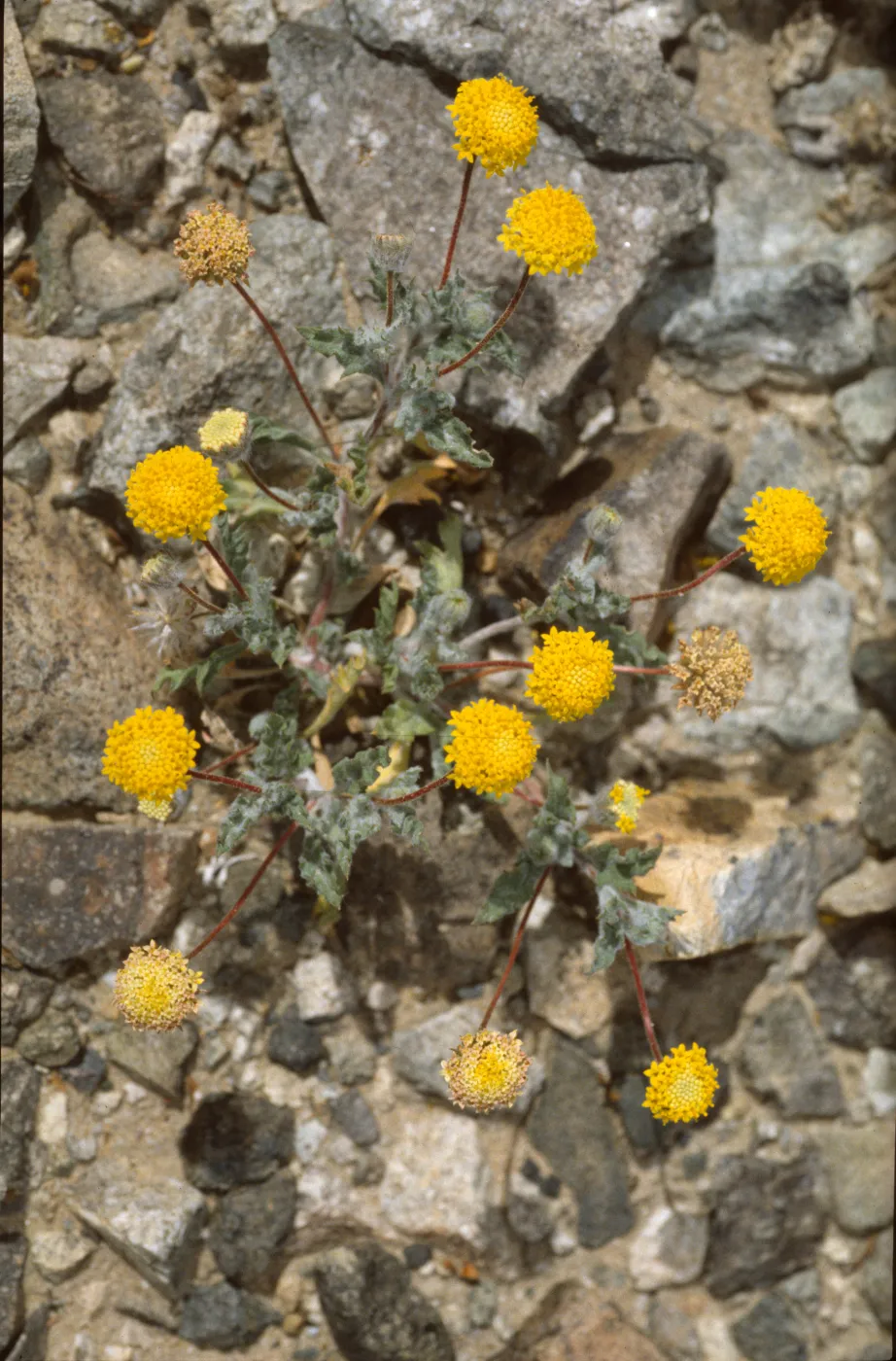 Trichoptilium incisum