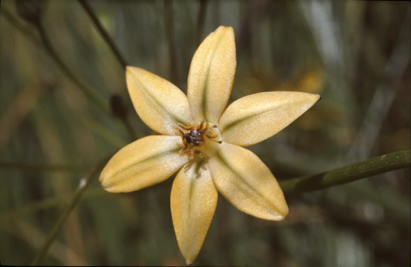 Triteleia ixioides ssp. ixioides