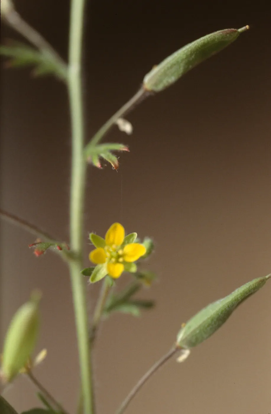 Tropidocarpum capparideum