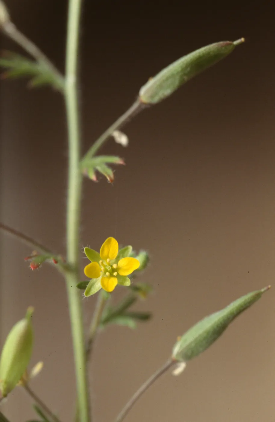 Tropidocarpum capparideum