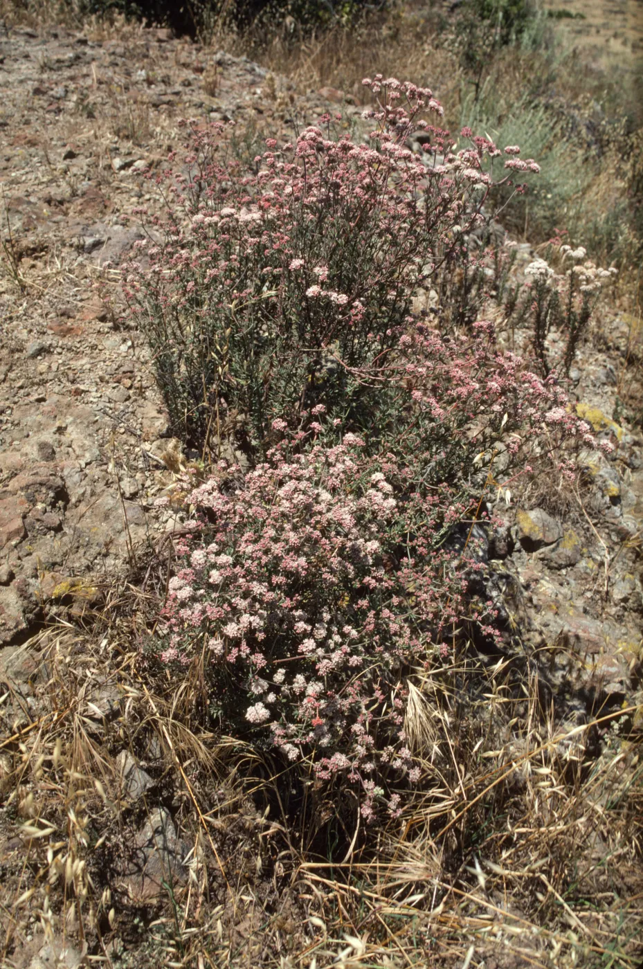 Eriogonum fasciculatum
