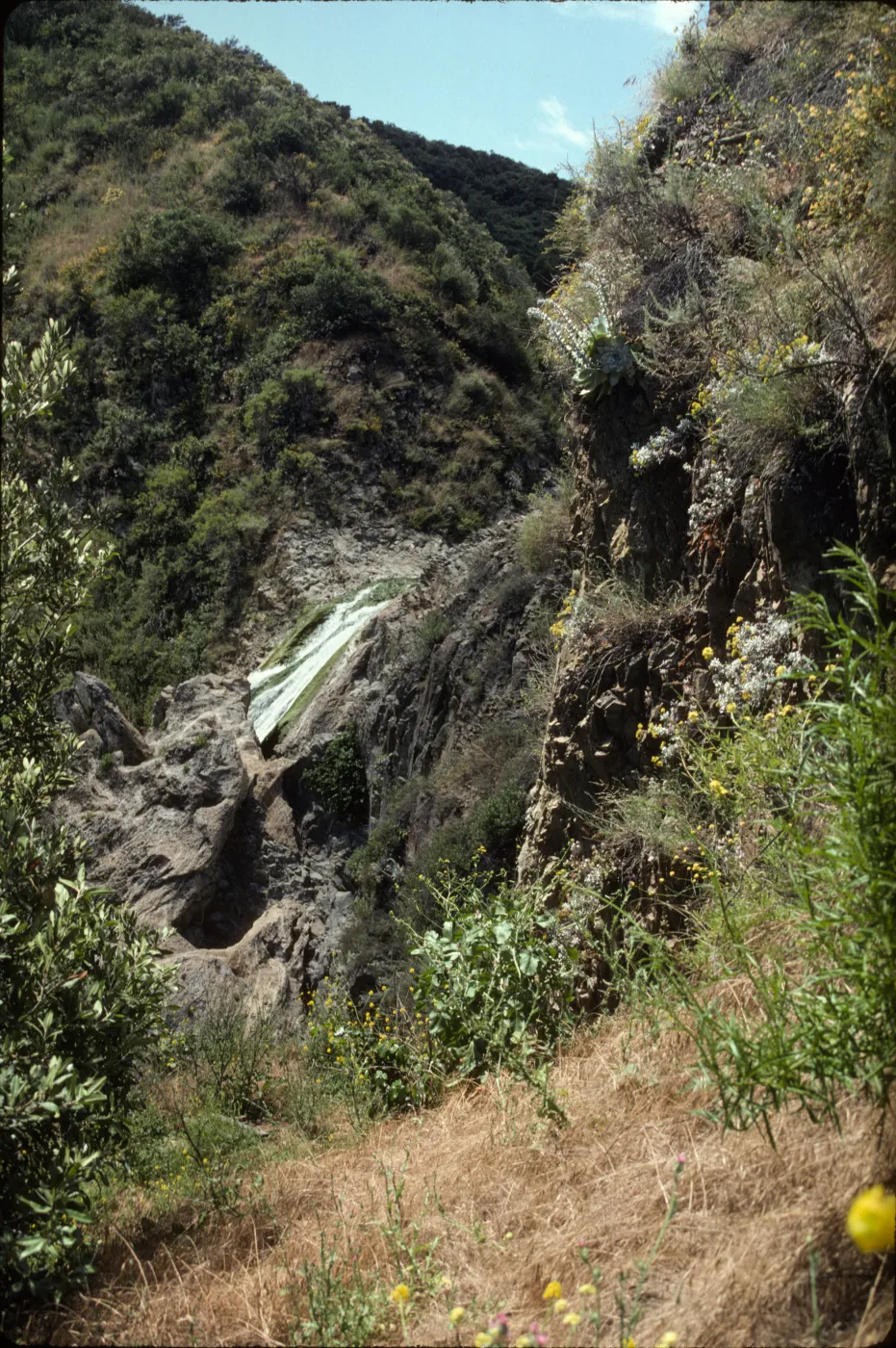 Conejo Creek, Wildwood Park