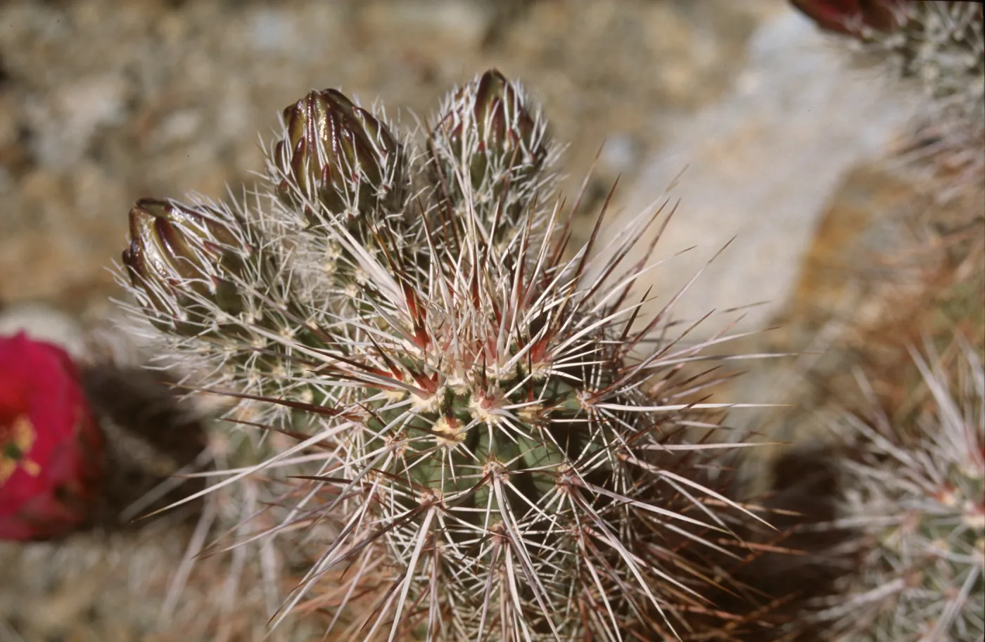 Echinocereus engelmannii