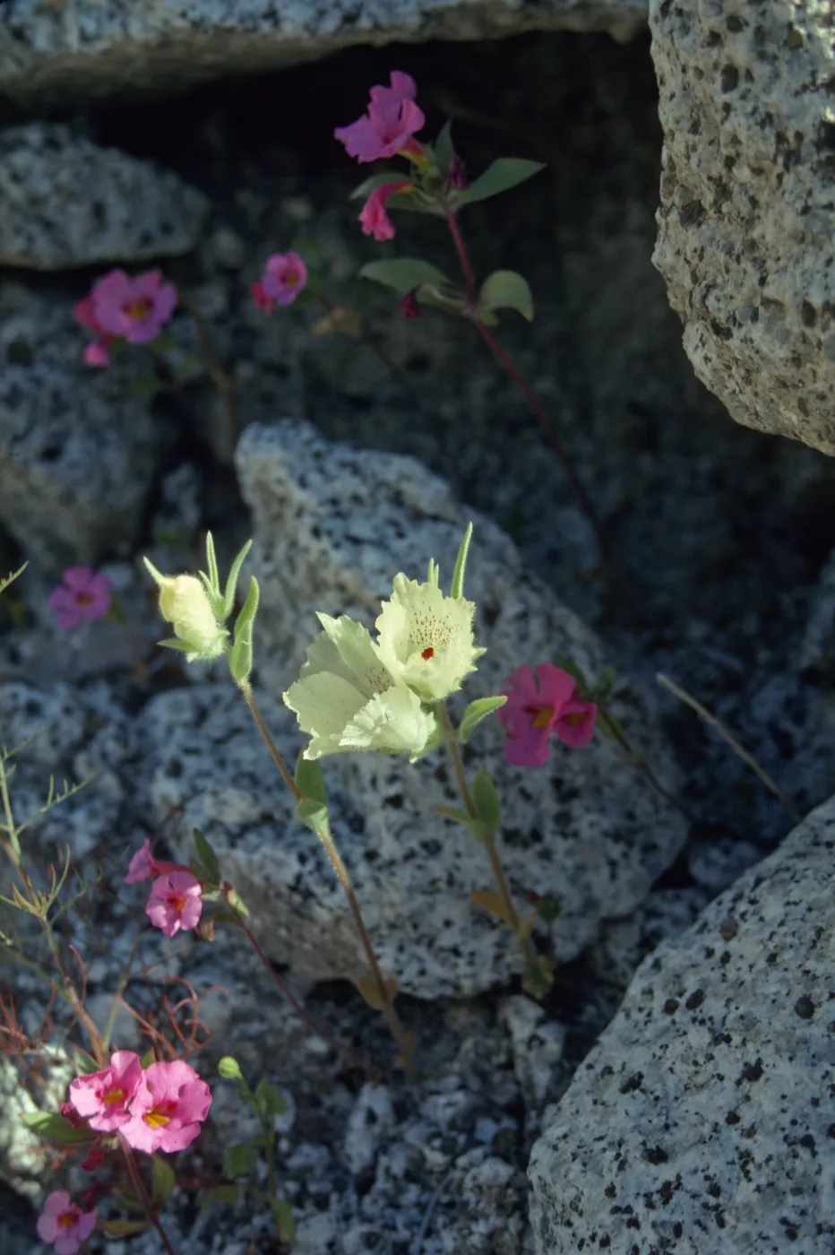 Anza Borrego Mohavea