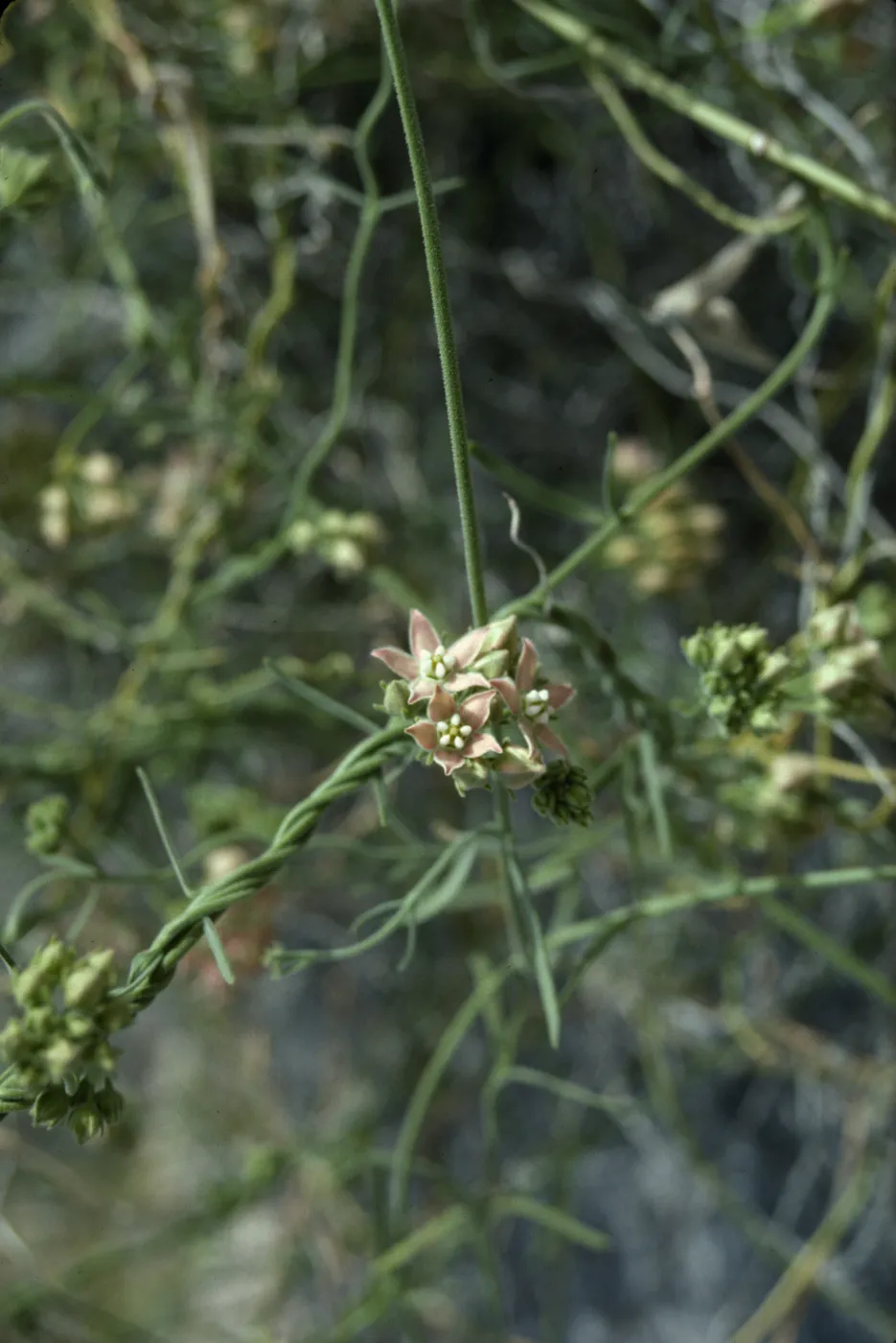Anza-Borrego, Nude Wash, Viny Asclepias
